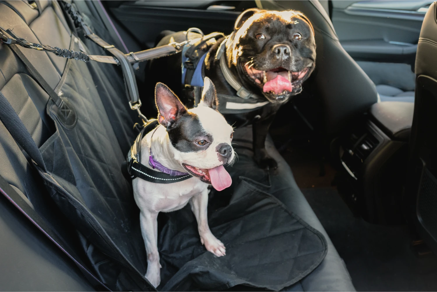 Fox Terriers  Dog Safety Belt for Honda CR-V