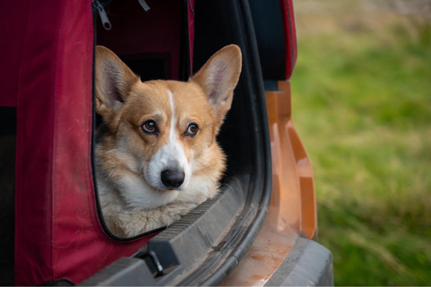 Jeep Compass Dog Car Seat for Pembroke Welsh Corgis