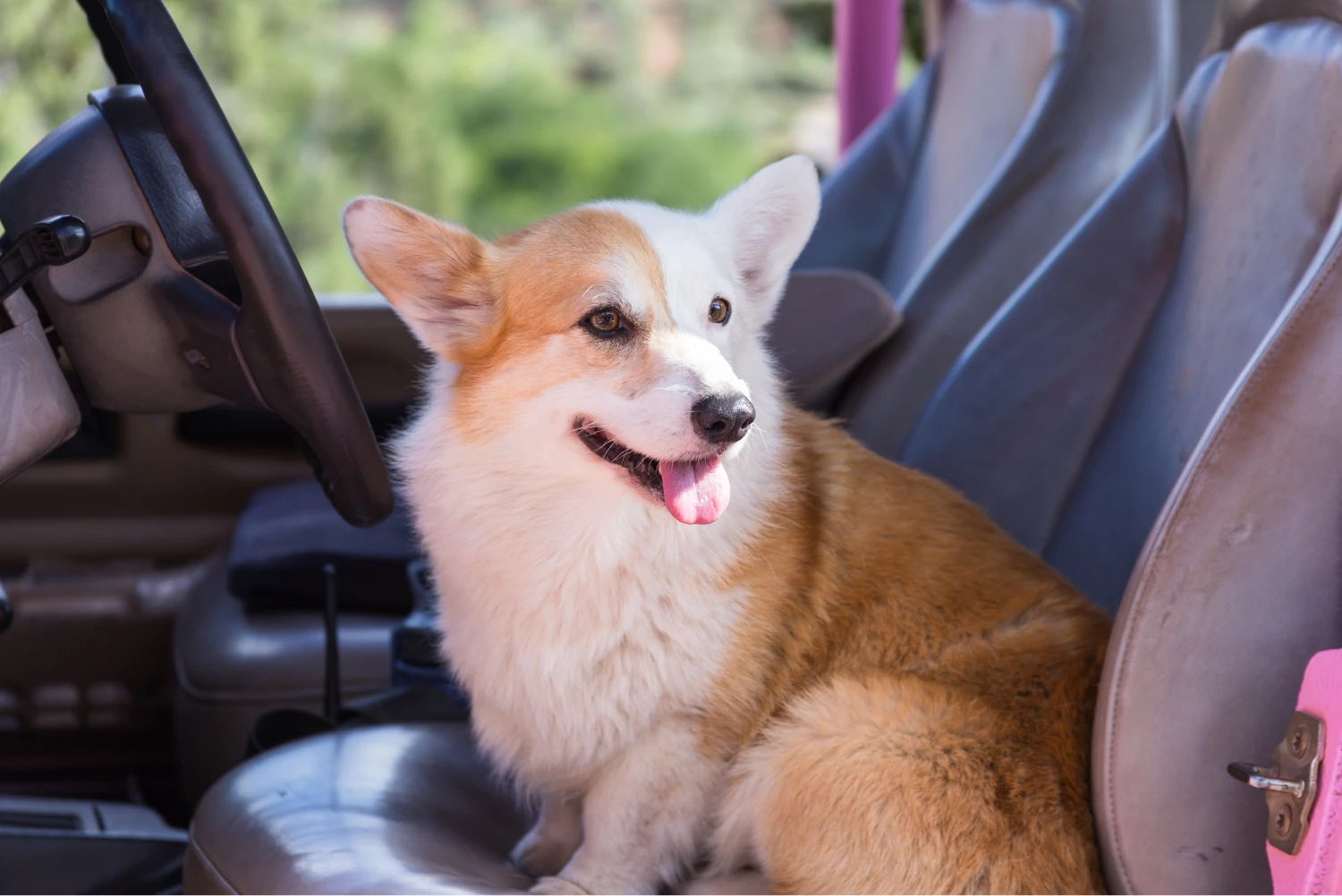 Ford Edge Dog Car Seat for Pembroke Welsh Corgis