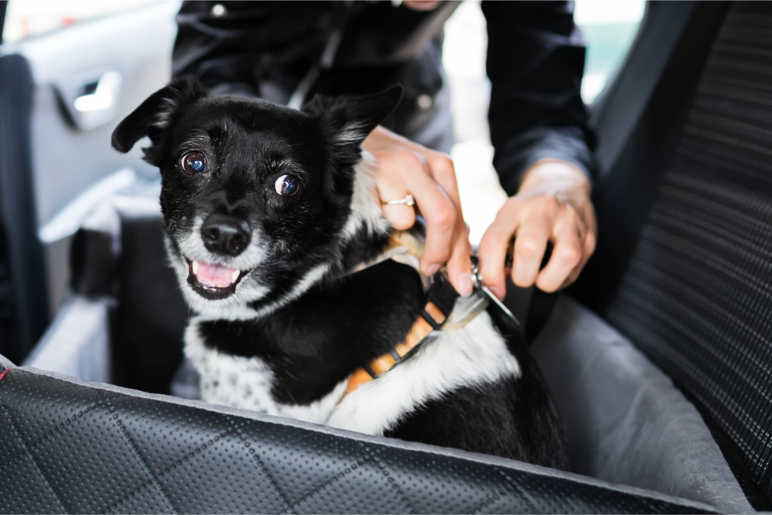 Subaru Forester Dog Car Seat Belt for Keeshonden